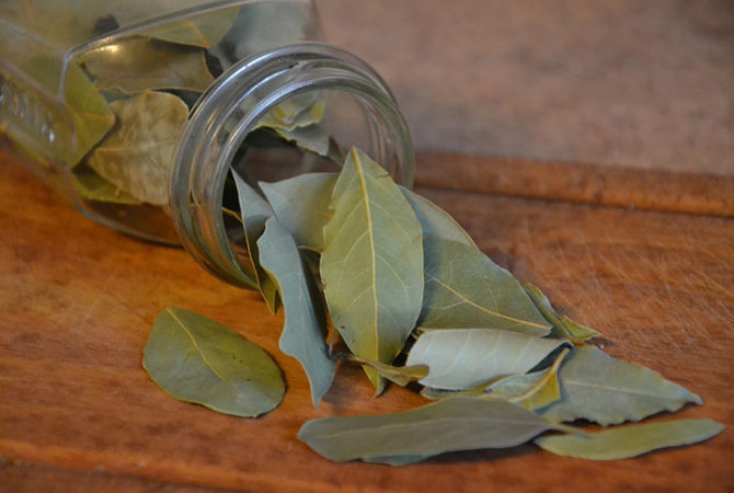 Hoja poderosa: Sorpréndete con los beneficios de las hojas de laurel