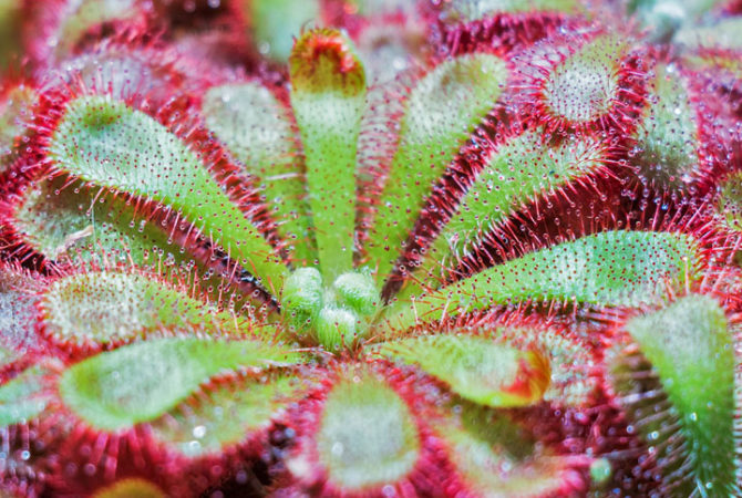 Plantas elegantes que en realidad son carnívoras.