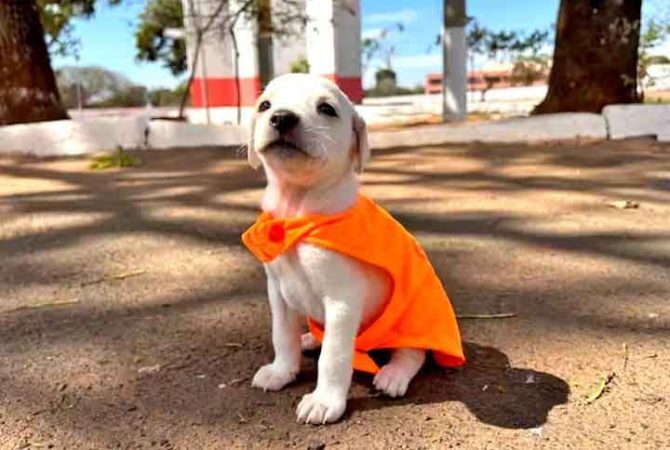 Un proyecto de adopción viste a los perros como barrenderos