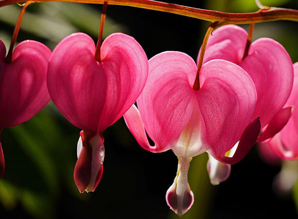 Las flores más raras y exóticas del mundo.