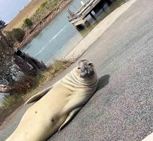 El elefante marino se hace famoso al deambular por las calles de Australia