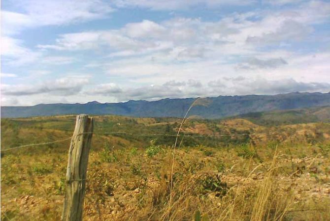 La deforestación del Cerrado podría provocar la mayor extinción de flora desde 1500