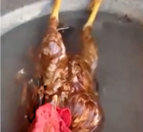 Para los que no lo han visto: Gallo se recuesta en el fregadero para escapar del calor