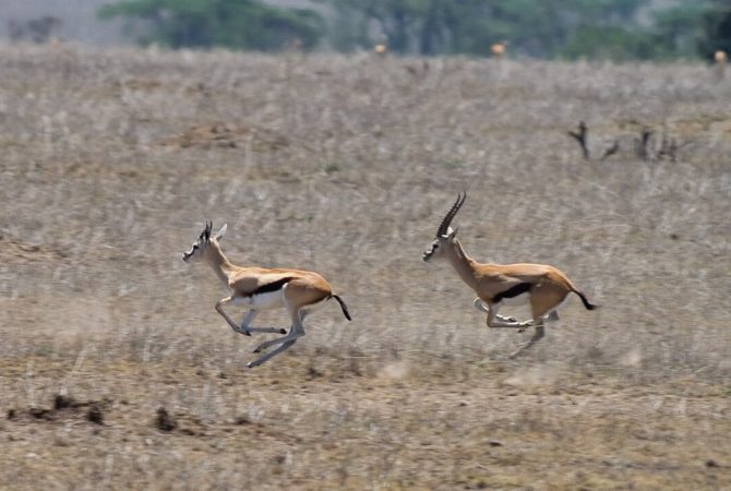 Los animales más rápidos del mundo.