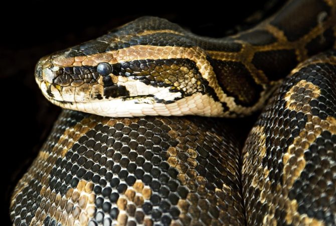 Marido mantuvo una boa constrictor en casa para amenazar a su esposa