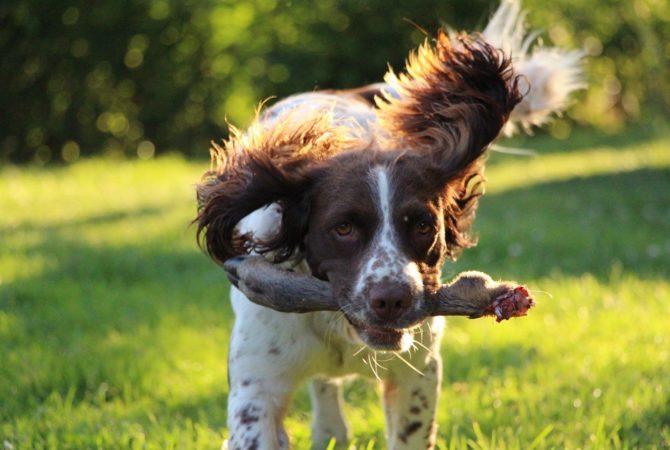 Estos son los mejores perros de caza del mundo