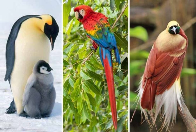 Espectáculo de plumas y colores: Las aves más bellas del mundo