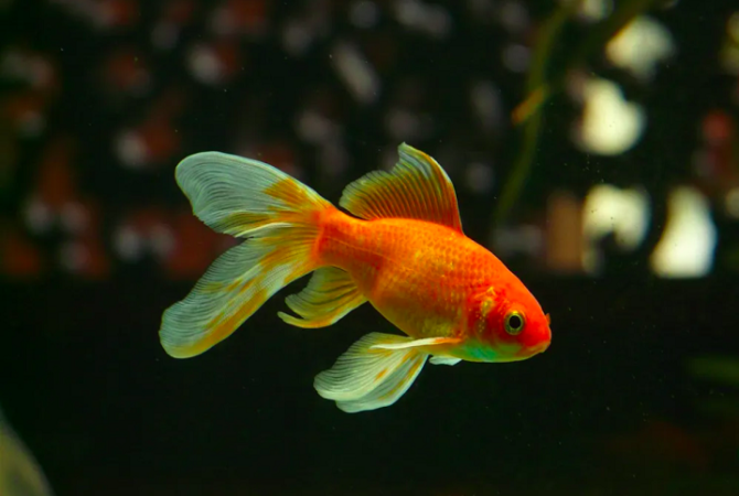 Los peces de acuario son los principales depredadores de los lagos; ¡descubra!