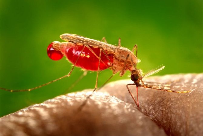 Se registran dos casos de malaria en SP en la primera semana de enero